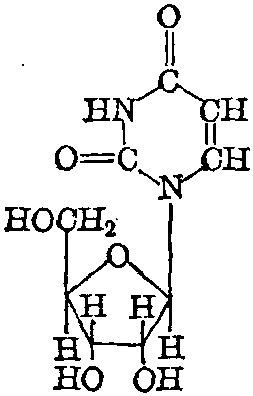 尿嘧啶结构式图片图片